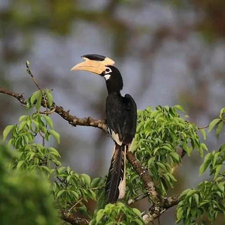 Sigiri Birds Hostel Sigiriya Buitenkant foto